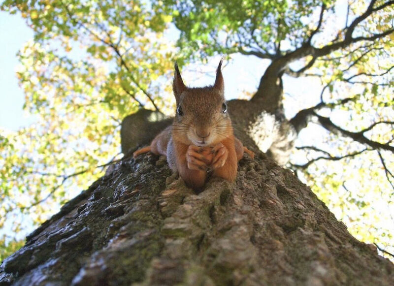 Sustainable Managed Print Services with NuaTree - Rebuilding Ireland's forestry